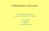 Glândulas anexas Glândulas salivares Parótidas, submandibular e sublingual Pâncreas Fígado Vesícula biliar.