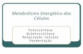 Metabolismo Energético das Células Fotossíntese Quimiossíntese Respiração Celular Fermentação.