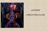 SISTEMA CARDIOVASCULAR. O sistema cardiovascular ou circulatório é uma vasta rede de tubos de vários tipos e calibres, que põe em comunicação todas as.