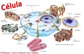Professor: Carlos Roberto das Virgens. A CÉLULA A célula é a mais simples estrutura na qual os elementos químicos existentes na Terra podem estar organizados.