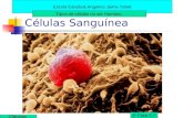 Células Sanguínea Escola Estadual Angelina Jaime Tebet Ciências 4ª Fase E.F Tipos de células no ser Humano.