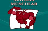 SISTEMA MUSCULAR. SISTEMA MUSCULAR Conceito Sistema formado por mais de 600 órgãos denominados músculos, que por sua vez são formados por células especializadas.