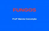 FUNGOS Profª Marcia Conceição. ZIGOMICETOS BOLOR DO PÃO.