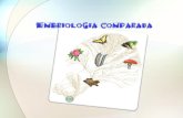 É o estudo comparado da embriologia dos diversos seres vivos A embriologia estuda as modificações pelas quais o passa o ovo até se transformar num organismo.
