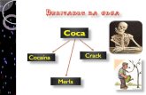 Coca Cocaína Crack Merla. Pó branco obtido do arbusto de coca – Erythroxylon coca – ou epadu, uma planta cultivada em certas regiões da Bolívia e do Peru.