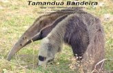 Tamanduá Bandeira Nome vulgar: TAMANDUÁ-BANDEIRA Classe: Mammalia Nome cientifico: Myrmecophaga tridactyla.