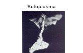 Ectoplasma. Biologia X Parapsicologia Devemos fazer diferença ente o termo ectoplasma empregado em biologia – para designar a região mais eterna do protoplasma.
