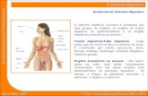 Nuno Melo, 2007 1º Ano - Curso Educação Básica, ESELx (IPL) Elementos de Anatomia e Fisiologia Humana O Sistema Digestivo O sistema digestivo humano é