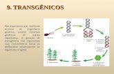 9. TRANSGÊNICOS São organismos que, mediante técnicas de engenharia genética, contêm materiais genéticos de outros organismos. A geração de transgênicos.