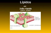 Lípidos por João Varela (UALG - FCMA). 1.Definição 2.Classes de lípidos Estrutura Função Lípidos.