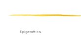 Epigenética. Fenómeno Epigenético zQualquer actividade reguladora de genes que não envolve mudanças na sequência do DNA (código genético) e que pode persistir.