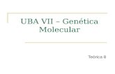 UBA VII – Genética Molecular Teórica 8. 6/Marçol/2012 UBA VII GM T8 Sumário: Capítulo VII. Extensões do Mendelismo Variação alélica e função dos genes.