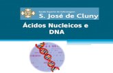 Ácidos Nucleicos e DNA. 1953 –Watson e Crick (segredo da vida) Descobrem a estrutura de dupla-hélice do DNA: Notamos que o pareamento específico que postulamos.