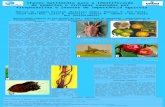 Chaves multimídia para a identificação de espécies e sintomas causados por fitoparasitas e insetos de importância agrícola Márcia de Campos Orantas (Bolsista.