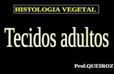 Prof.QUEIROZ HISTOLOGIA VEGETAL. Tecidos de revestimento.