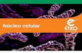 Núcleo celular. Biologia Clique sobre tema desejado: Ciclo celular Núcleo interfásico Cromossomos Caderno 3 | Capítulo 1Atualizado em 6 de dezembro de.