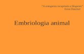 Embriologia animal A ontogenia recapitula a filogenia Ernst Haeckel.