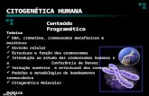 Silva Jr, RL CITOGENÉTICA HUMANA Teórica DNA, cromatina, cromossomos metafásicos e meióticos Divisão celular Estrutura e função dos cromossomos Introdução.
