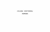 COLUNA VERTEBRAL HUMANA. Vértebras Programa de Educação Postural – Érica Verderi - 2005.