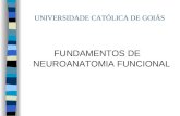 UNIVERSIDADE CATÓLICA DE GOIÁS FUNDAMENTOS DE NEUROANATOMIA FUNCIONAL.