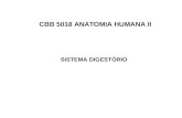 CBB 5018 ANATOMIA HUMANA II SISTEMA DIGESTÓRIO Prática SD 1 2 3 4 5 6 7.