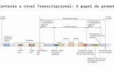 Estrutura de um gene Controle a nível Transcripcional: O papel do promotor.