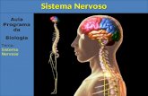 Aula Programada Biologia Tema: Sistema Nervoso. 1)Introdução O sistema nervoso é responsável pelo ajustamento do organismo ao ambiente. Sua função é perceber.