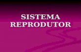 SISTEMA REPRODUTOR. I. ANATOMIA: 1. Masculino:. Testículos:. Túbulos seminíferos: produção de espermatozóides.. Células de Leydig (intersticiais): testosterona..