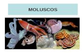 MOLUSCOS. CARACTERIZAÇÃO São animais de corpo mole predominantemente marinhos, embora existam espécies de água doce e terrestre. Alguns se deslocam livremente.