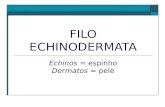FILO ECHINODERMATA Echinos = espinho Dermatos = pele.