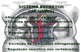 SISTEMA EXCRETOR (URINÁRIO) Regulação osmótica geral Regulação osmótica geral Sistema excretor nos vertebrados Sistema excretor nos vertebrados Rins: morfologia.