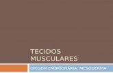 TECIDOS MUSCULARES ORIGEM EMBRIONÁRIA: MESODERMA.