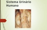 Sistema Urinário Humano. Sistema Urinário Dois rins Dois ureteres Uma bexiga urinária Uma uretra Nefrologia: estudo da anatomia, fisiologia e distúrbios.