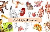 Fisiologia Humana. SISTEMA DIGESTÓRIO Função do Sistema Digestório INGESTÃO DIGESTÃO ABSORÇÃO ELIMINAÇÃO.