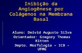Inibição da Angiogênese por Colágenos na Membrana Basal Aluno: Deivid Augusto Silva Orientador: Gregory Thomas Kitten Depto. Morfologia – ICB - UFMG.