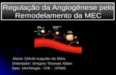 Regulação da Angiogênese pelo Remodelamento da MEC Aluno: Deivid Augusto da Silva Orientador: Gregory Thomas Kitten Dpto. Morfologia - ICB - UFMG.
