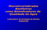 Macroinvertebrados Bentônicos como Bioindicadores de Qualidade de Água Laboratório de Ecologia de Bentos ICB/UFMG.