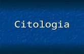 Citologia. C©lula Procarionte C©lula Eucarionte