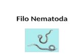Filo Nematoda. Características Gerais dos Nematódeos (nematoides) Do grego nemato = filamento; nema = fio). Possuem corpo alongado, cilíndrico, fino e.
