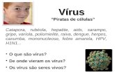 Vírus Piratas de células Catapora, rubéola, hepatite, aids, sarampo, gripe, varíola, poliomielite, raiva, dengue, herpes, caxumba, mononucleose, febre.