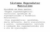 Sistema Reprodutor Masculino Dividido em duas partes: Órgãos espermatogênicos: testículos (produção de espermatozóides e hormônios masculinos); Vias espermáticas: