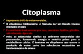 Citoplasma Representa 50% do volume celular. O citoplasma (hialoplasma) é formado por um líquido viscoso chamado citosol; É constituído basicamente por.