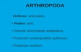 ARTHROPODA Arthros: articulado; Podos: pés; Grande diversidade adaptativa; Possuem exoesqueleto quitinoso; Realizam ecdises.