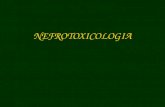 NEFROTOXICOLOGIA. Introdução *Susceptibilidade * Unidade funcional e morfológica: néfron - glomérulo ( parte vascular) - túbulo ( parte epitelial) TÚBULO.