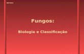 Fungos: Biologia e Classificação MIP7013. Introdução Perseu (há 3.500 anos) fundou Micena, no lugar onde ele bebeu água no chapéu de um cogumelo ( mykes.