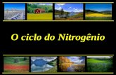 O ciclo do Nitrogênio. Introdução O Nitrogênio compõe 78% dos gases da atmosfera A maioria do N do solo ligada a MO Quarto elemento mais abundante nas.