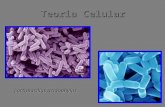 Teoria Celular Lactobacillus acidophylus. Teoria Celular Origem do nome:Origem do nome: –08/04/1663: Robert Hooke físico inglês – apresentou seu microscópio.