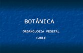 BOTÂNICA ORGANOLOGIA VEGETAL CAULE. ORGANOLOGIA VEGETAL.