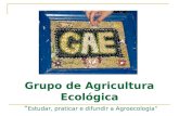 Grupo de Agricultura Ecológica Estudar, praticar e difundir a Agroecologia.