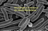 Morfologia e Estrutura da célula Bacteriana. Os três domínios da Vida.